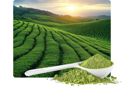 Green Tea Extract